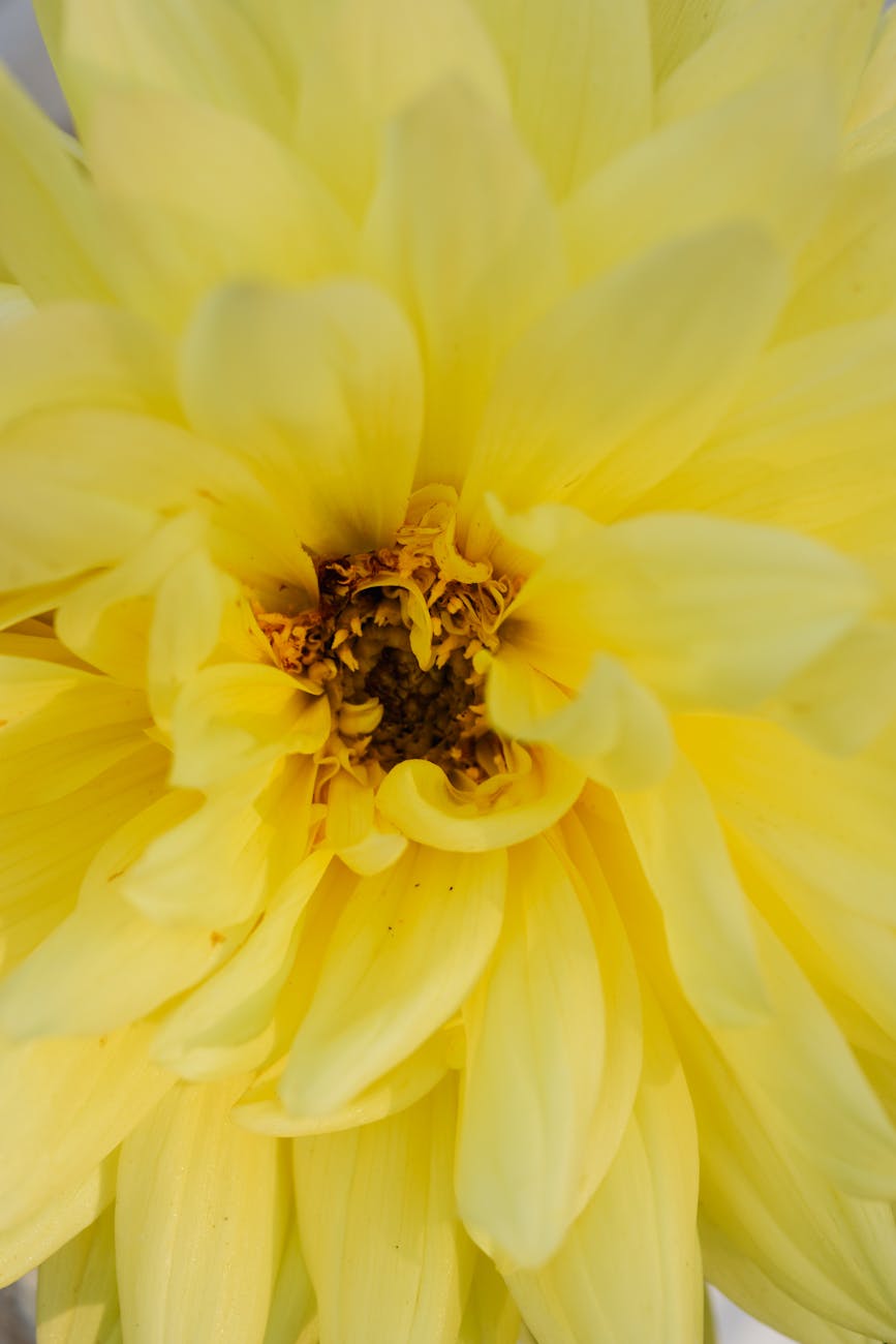 yellow dahlia flower